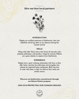 Moët & Chandon: Poppies